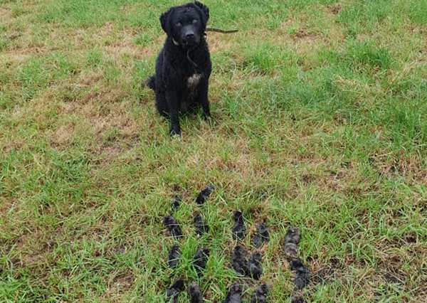 Mollen bestrijden Friesland